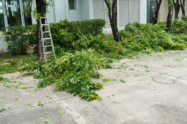 Best Tree Trimming Near Me  in Cave Spring, VA